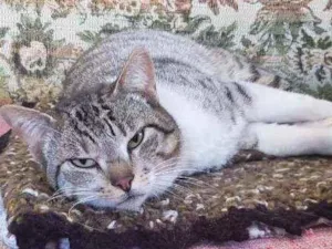 Gato raça Sem raça definida idade  nome Chiquinho