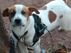 Cachorro raça Vira lata caçador idade 1 ano nome Trovão