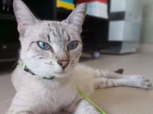 Gato raça Srd idade 2 anos nome Pandora