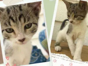 Gato raça SRD idade 2 a 6 meses nome Sem nome