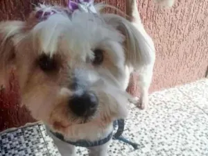 Cachorro raça Poodle idade 3 anos nome NINA