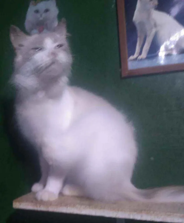 Gato ra a Siames idade 1 ano nome Aradia