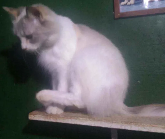 Gato ra a Siames idade 1 ano nome Aradia