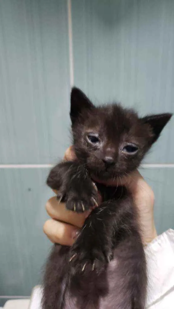 Gato ra a Sem raça idade Abaixo de 2 meses nome Não definido