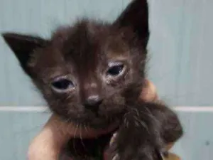 Gato raça Sem raça idade Abaixo de 2 meses nome Não definido