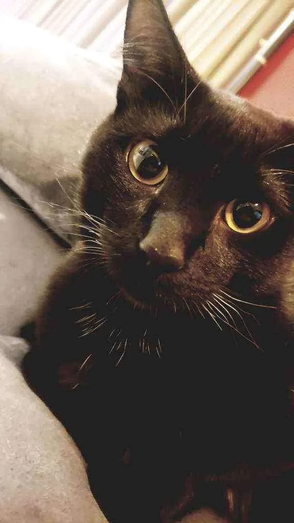 Gato ra a Sem raça idade 2 a 6 meses nome João Marcelo 