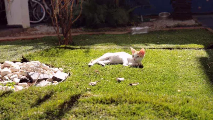 Gato ra a Sem raça idade 2 a 6 meses nome Cheettos