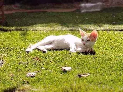 Gato ra a Sem raça idade 2 a 6 meses nome Cheettos
