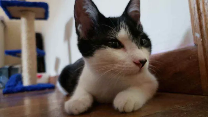 Gato ra a Sem raça idade 2 a 6 meses nome Frajola