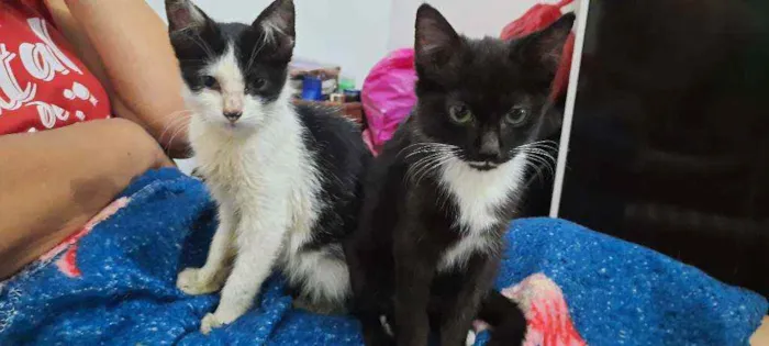Gato raça Sd  idade 2 a 6 meses nome Lulu e Branquinha 