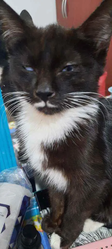Gato raça Sd  idade 2 a 6 meses nome Lulu e Branquinha 