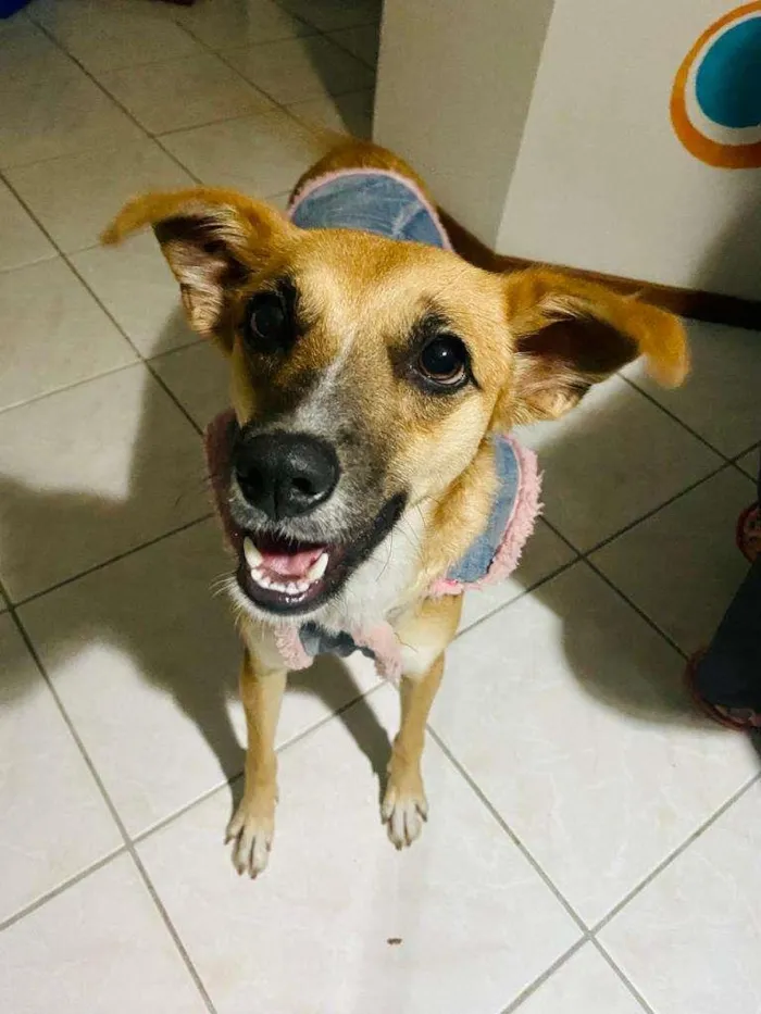 Cachorro ra a  idade 2 anos nome Mary