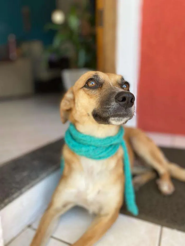 Cachorro ra a  idade 2 anos nome Mary