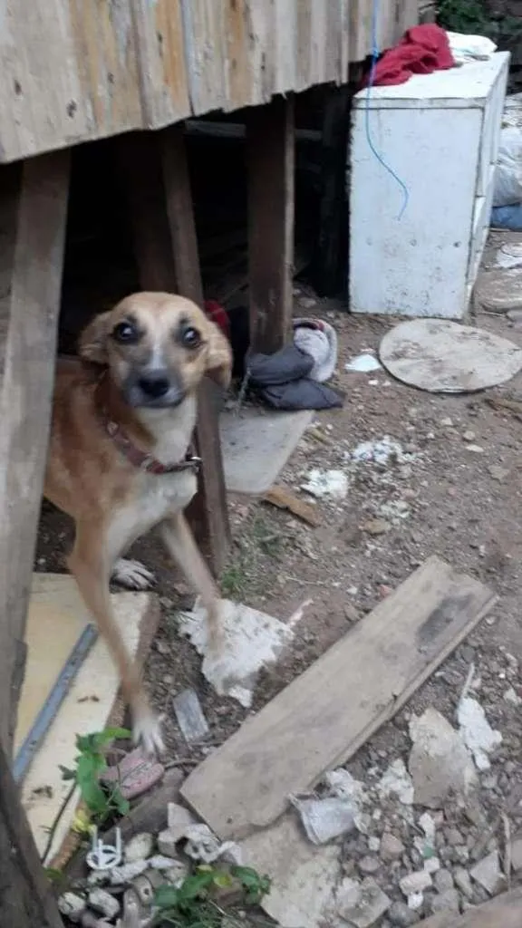 Cachorro ra a  idade 2 anos nome Mary