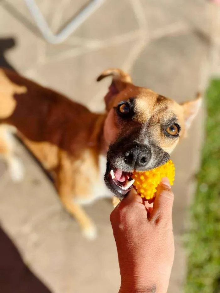 Cachorro ra a  idade 2 anos nome Mary