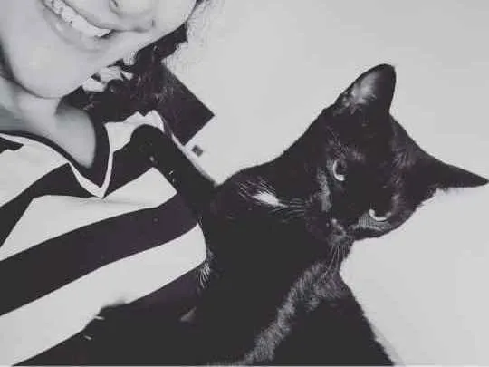 Gato ra a Sem raça idade 2 a 6 meses nome Jabuticaba 