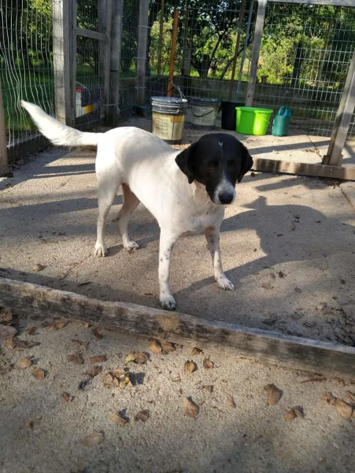 Cachorro ra a  idade 2 anos nome Mãezinha