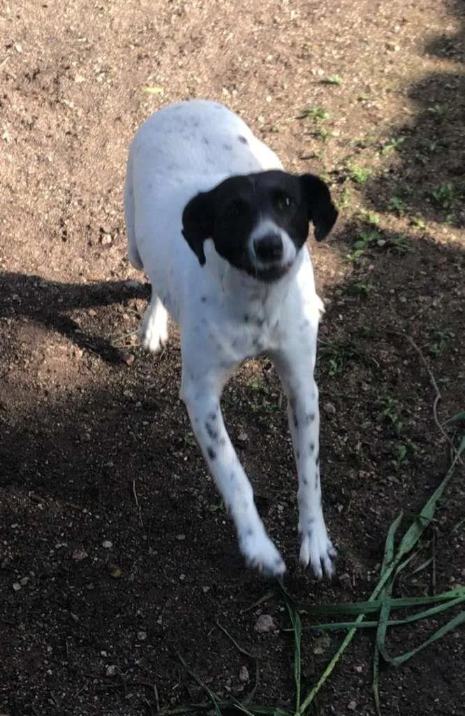 Cachorro ra a  idade 2 anos nome Mãezinha