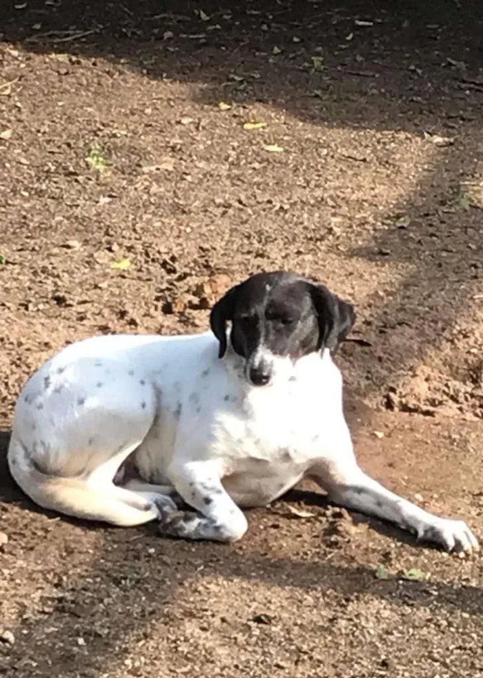 Cachorro ra a  idade 2 anos nome Mãezinha