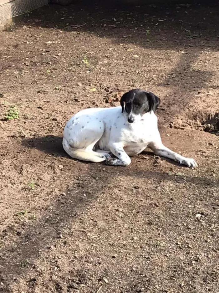 Cachorro ra a  idade 2 anos nome Mãezinha