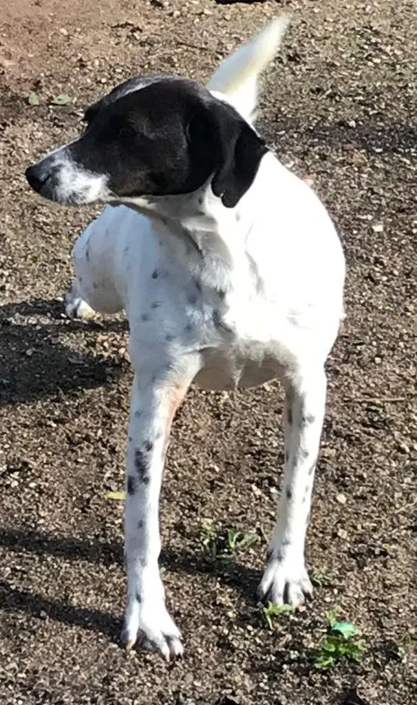 Cachorro ra a  idade 2 anos nome Mãezinha