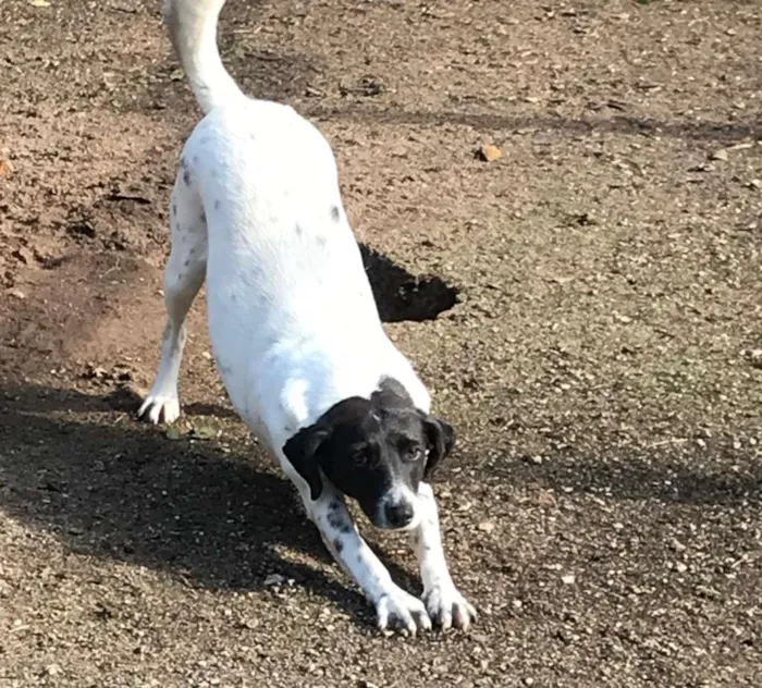 Cachorro ra a  idade 2 anos nome Mãezinha