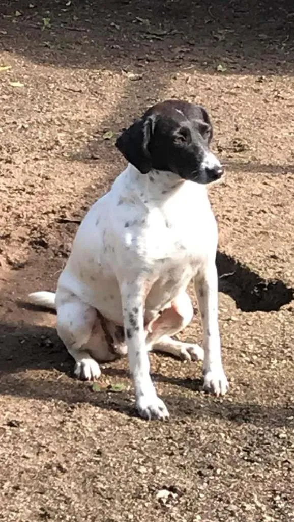 Cachorro ra a  idade 2 anos nome Mãezinha
