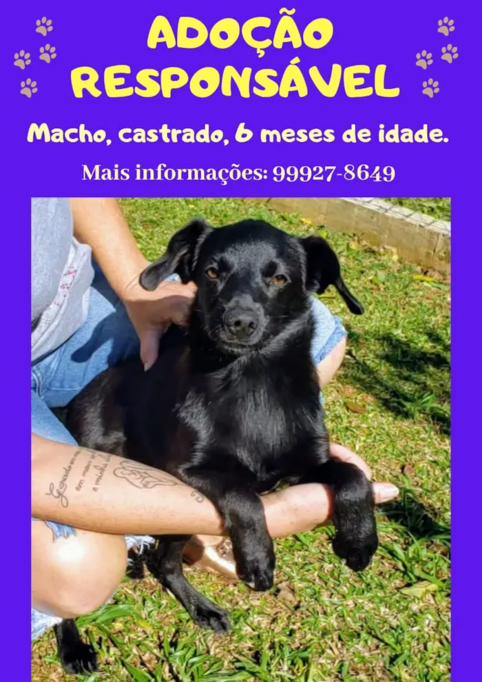 Cachorro ra a Sem raça definida idade 2 a 6 meses nome Sem nome definido