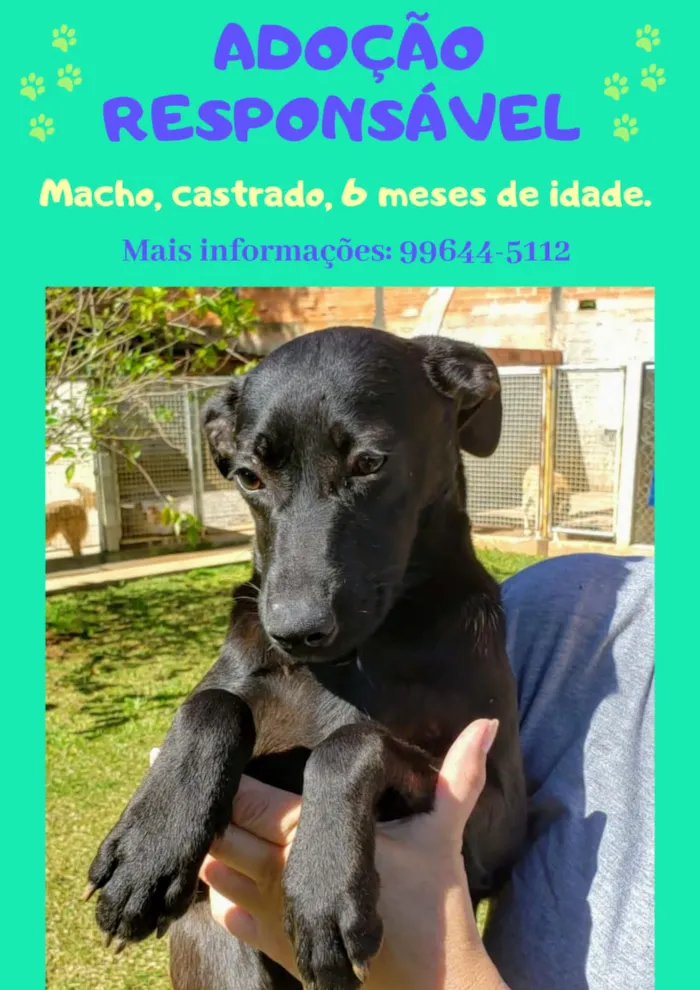 Cachorro ra a Sem raça definida idade 2 a 6 meses nome Sem nome definido