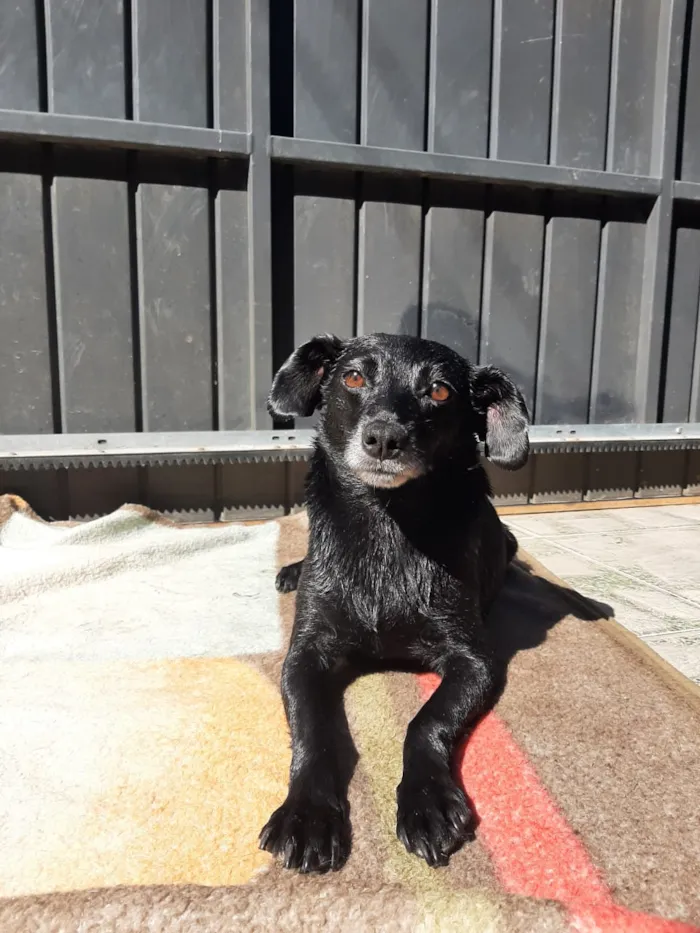 Cachorro ra a Sem raça definida idade 6 ou mais anos nome Lily