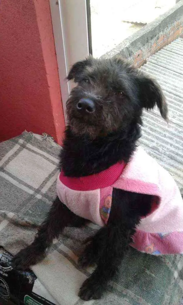 Cachorro raça SRD idade 2 a 6 meses nome Atena