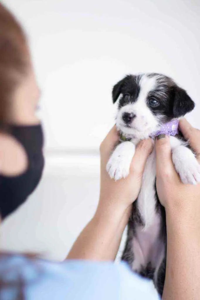 Cachorro ra a SRD ( SEM RACA DEFINIDA) idade Abaixo de 2 meses nome CECILIA