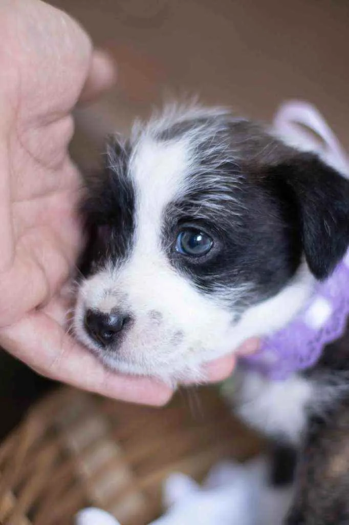 Cachorro ra a SRD ( SEM RACA DEFINIDA) idade Abaixo de 2 meses nome CECILIA