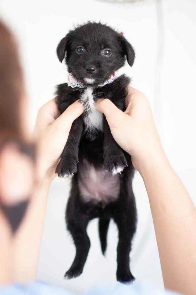 Cachorro ra a SRD ( SEM RACA DEFINIDA) idade Abaixo de 2 meses nome CORA