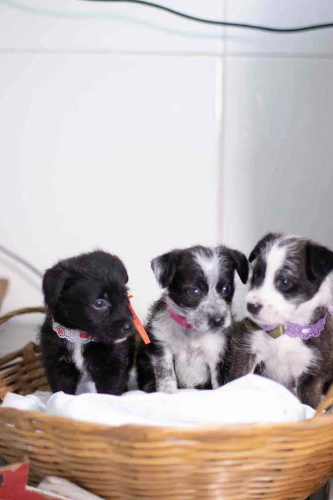 Cachorro ra a SRD ( SEM RACA DEFINIDA) idade Abaixo de 2 meses nome CORA