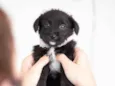 CORA
