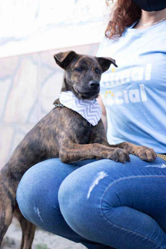 Cachorro ra a SRD ( SEM RACA DEFINIDA) idade 2 a 6 meses nome RAJAH