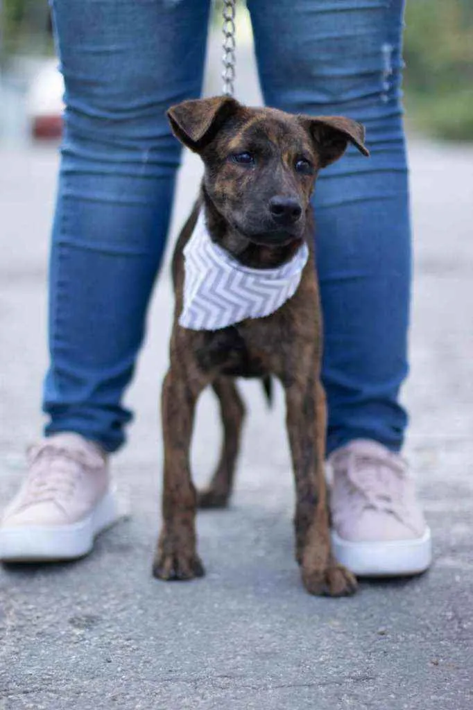 Cachorro ra a SRD ( SEM RACA DEFINIDA) idade 2 a 6 meses nome RAJAH