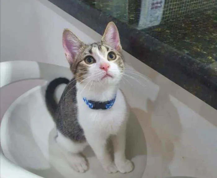 Gato ra a SRD idade 2 a 6 meses nome ........