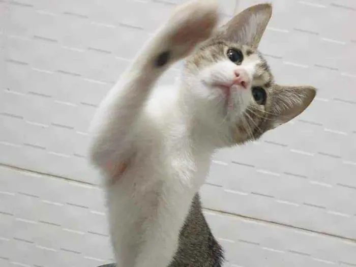Gato ra a SRD idade 2 a 6 meses nome ........