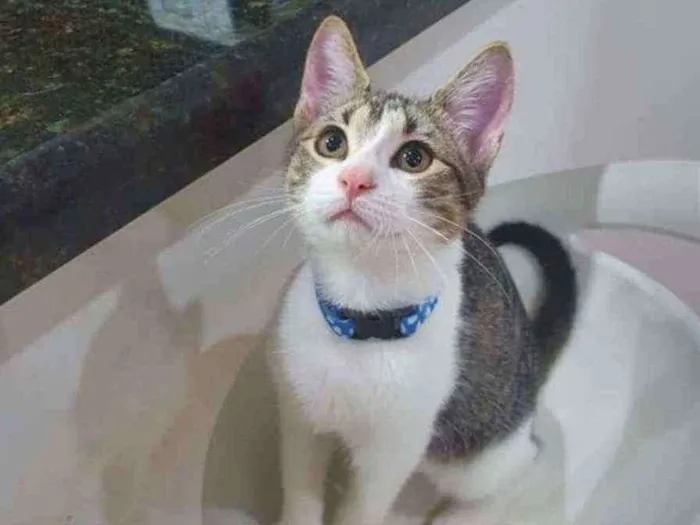 Gato ra a SRD idade 2 a 6 meses nome ........