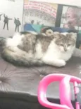 .........