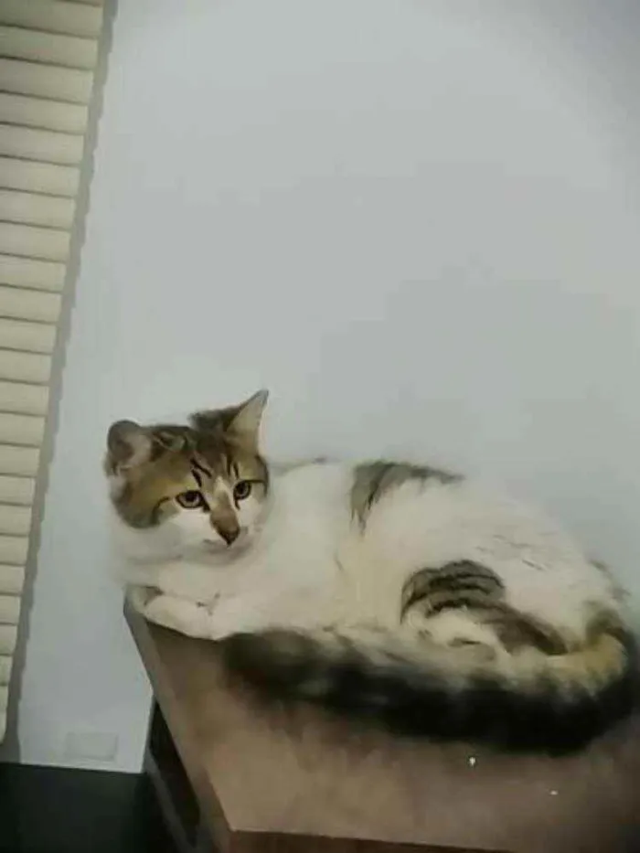 Gato ra a SRD idade 2 a 6 meses nome .........
