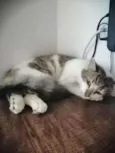 .........