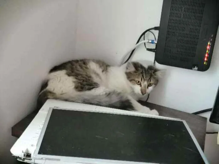 Gato ra a SRD idade 2 a 6 meses nome .........