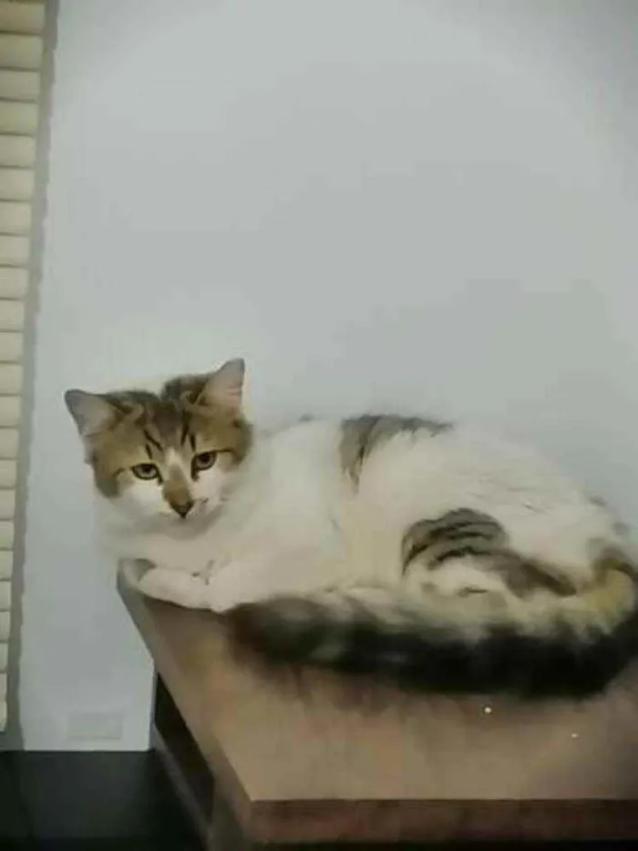 Gato ra a SRD idade 2 a 6 meses nome .........