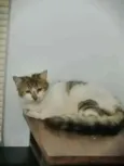 .........