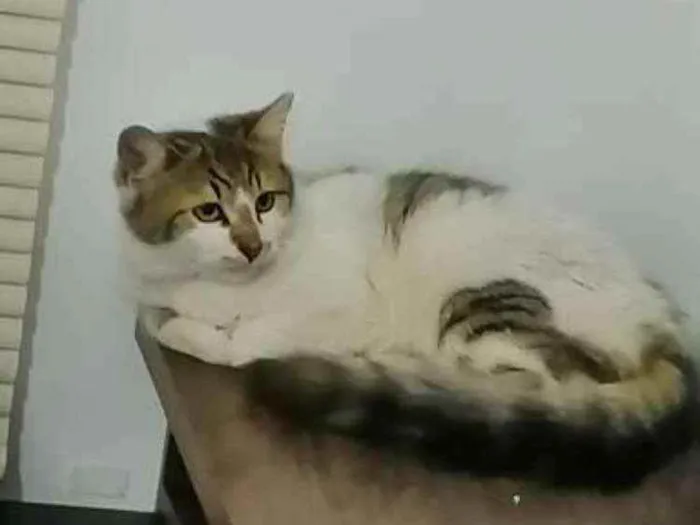 Gato ra a SRD idade 2 a 6 meses nome .........