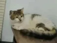 .........