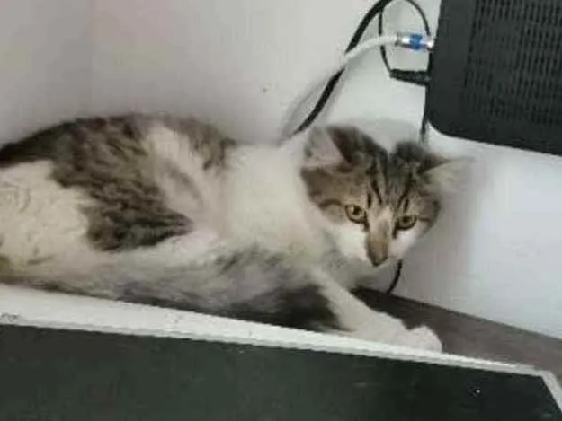 Gato ra a SRD idade 2 a 6 meses nome .........